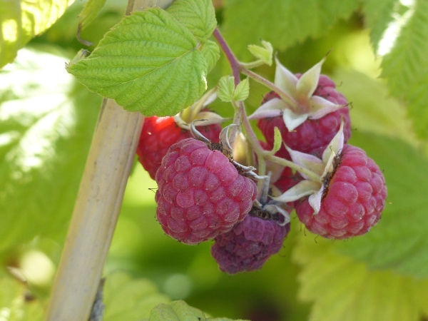 Rubus idaeus 'Autumn Belle®'